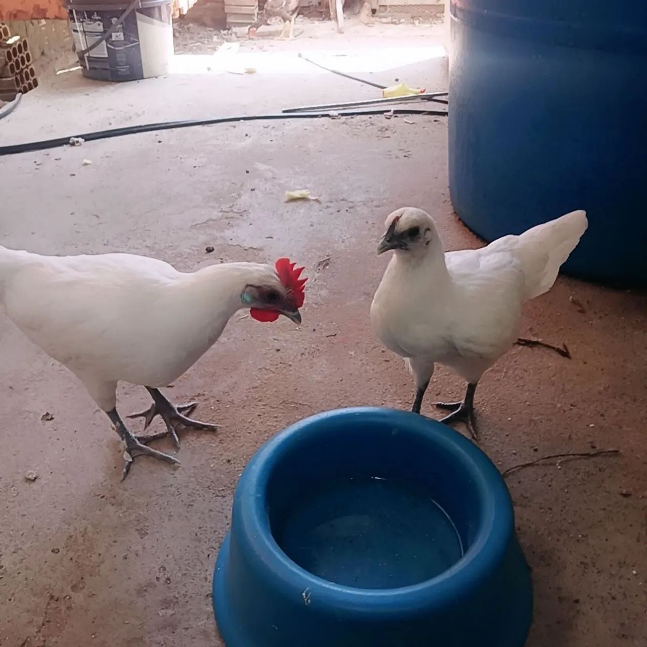 Vendo frango e frangas da raça garnizé. - Foto 2