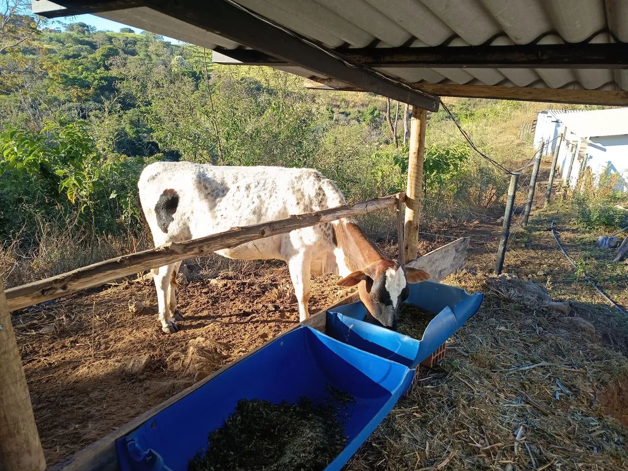Vaca leiteira, 2 anos de idade - Foto 2
