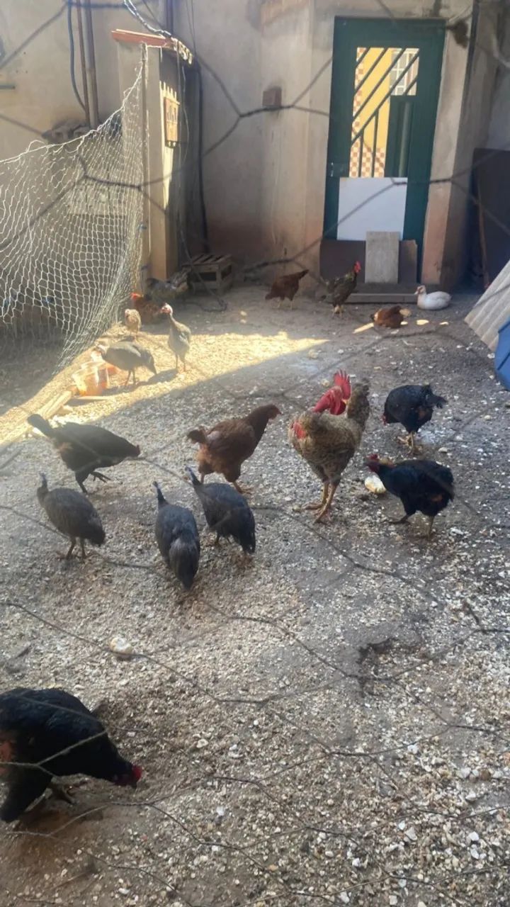 VENDO GALINHAS E ANGOLAS - Foto 3