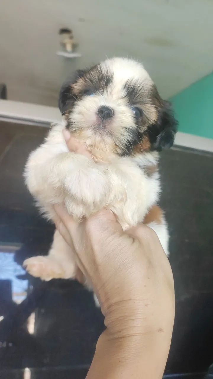 Vendo Shitzu macho ? - Foto 2
