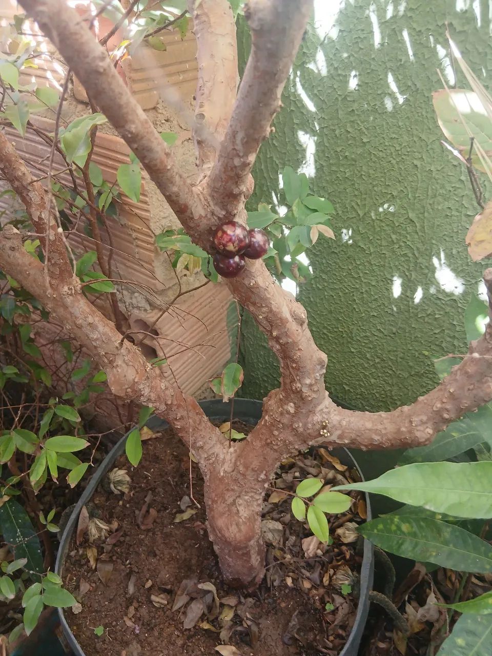 Pe de jabuticaba 