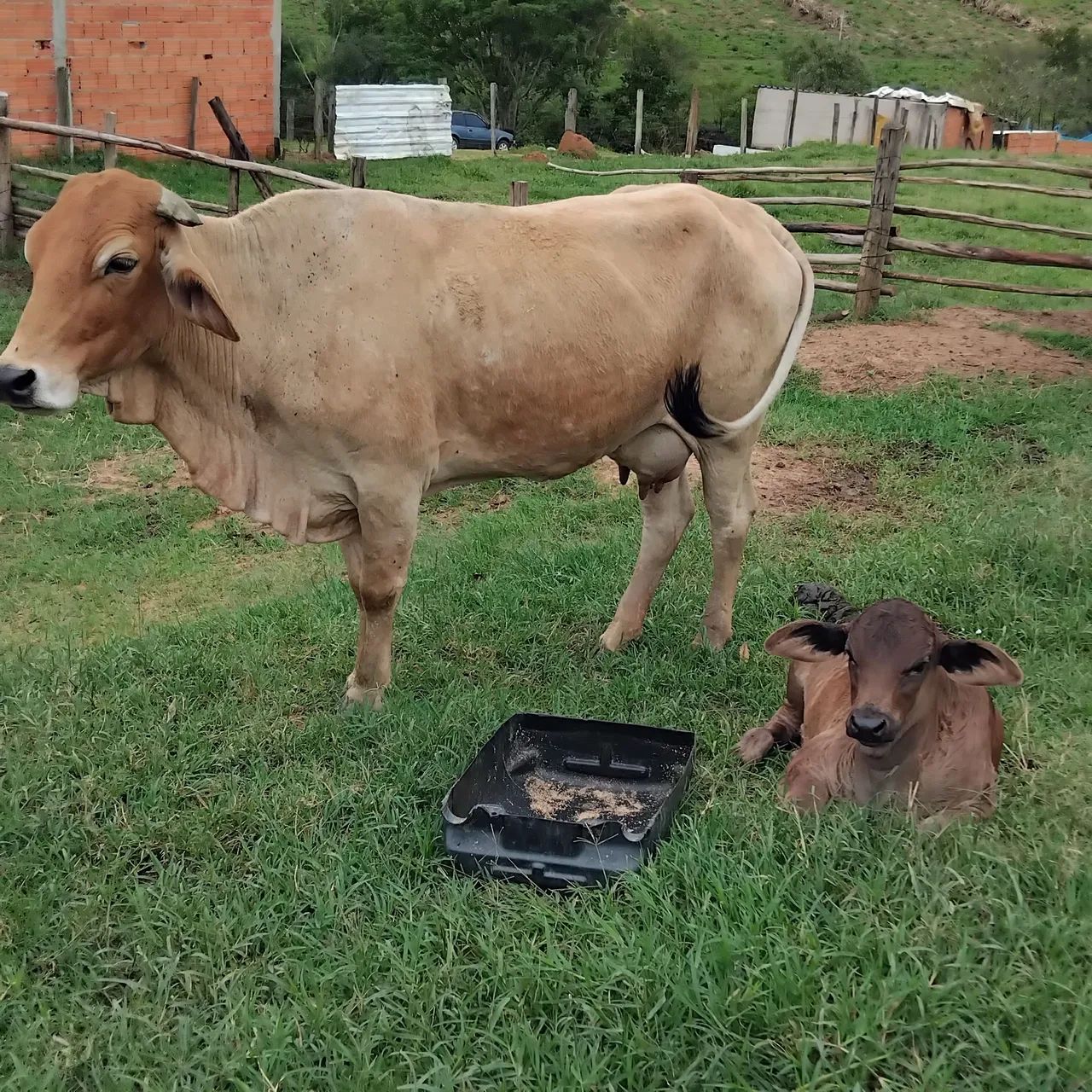 Vaca e bezerro à venda - Foto 2