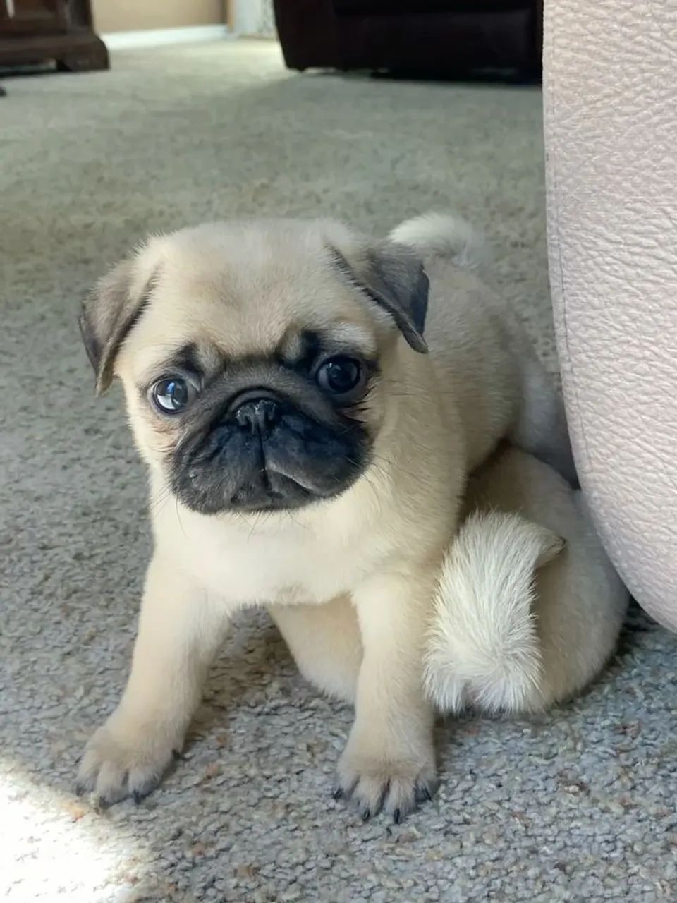Mini Pug  - Foto 2