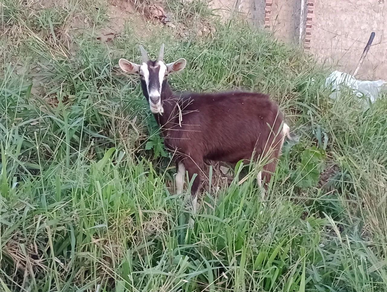Cabras Lote  - Foto 5