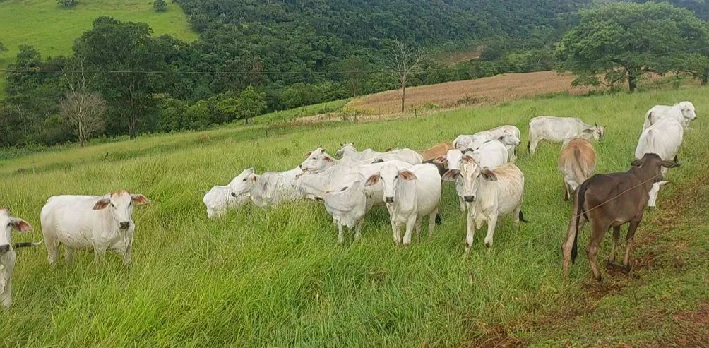 BEZERRAS NELORE E ANELORADAS - Foto 4