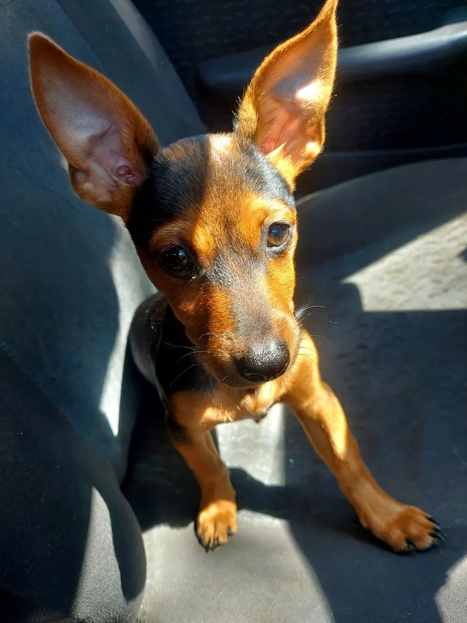 Pincher 02 - Foto 2