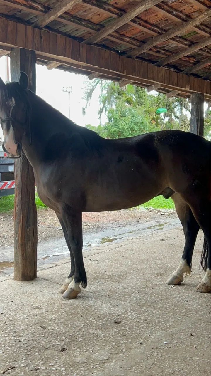 Cavalo crioulo  - Foto 4