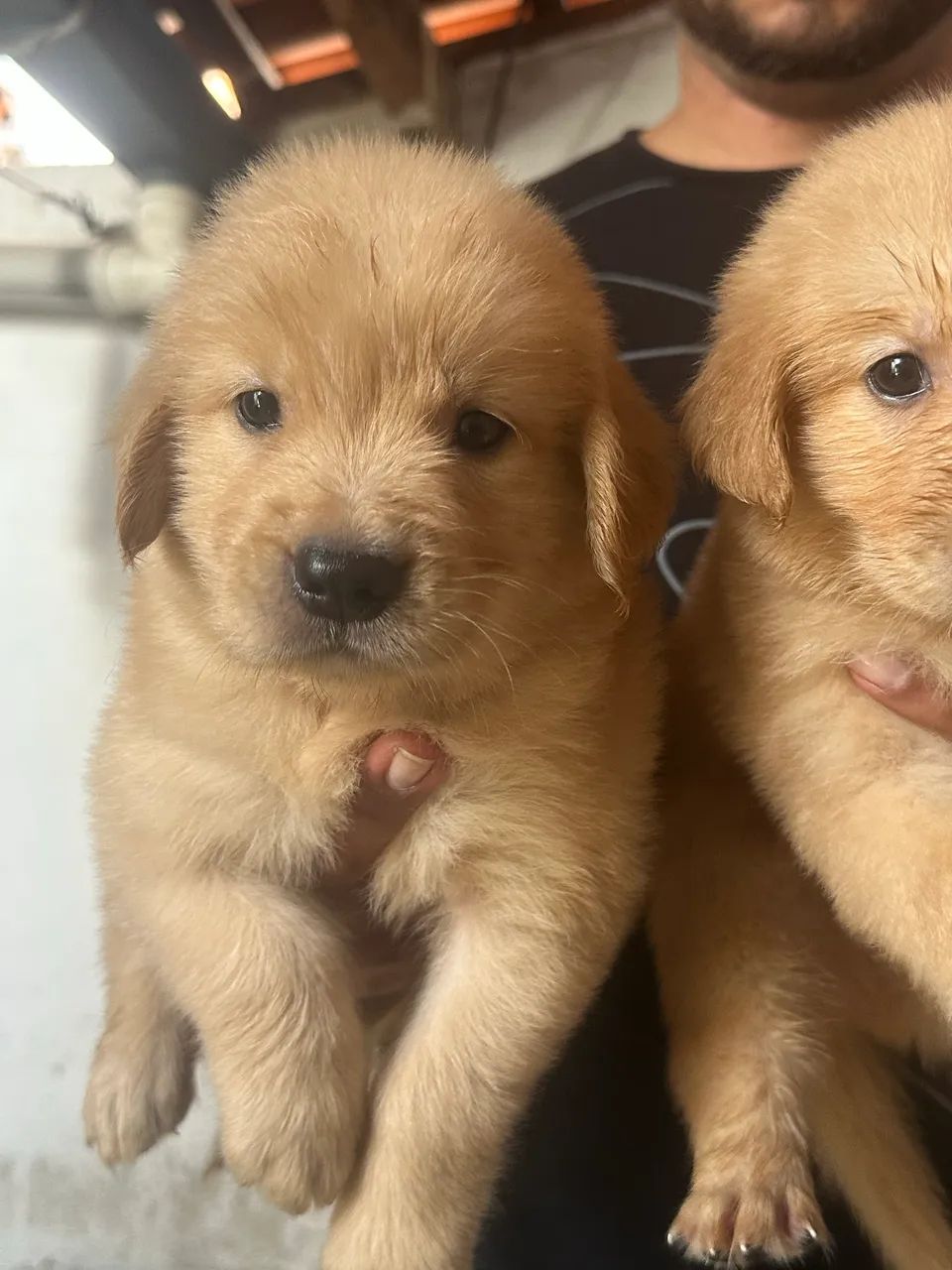 Golden Retriever com pedigree  - Foto 4