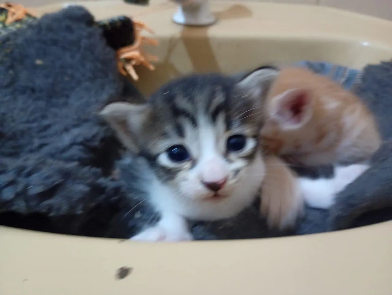 3 gatos machos e 1 fêmea (ver descrição completa) - Foto 4