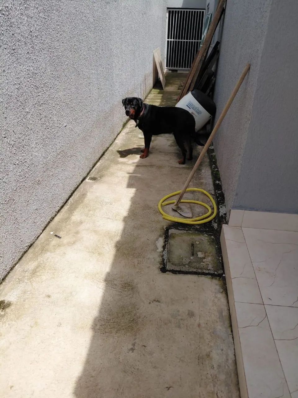 rottweiler - Foto 3