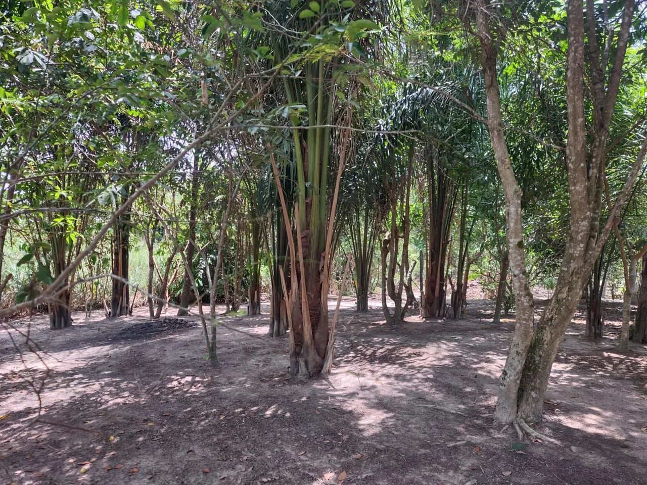 Sítio a venda - Vila Novo Planalto - Foto 2