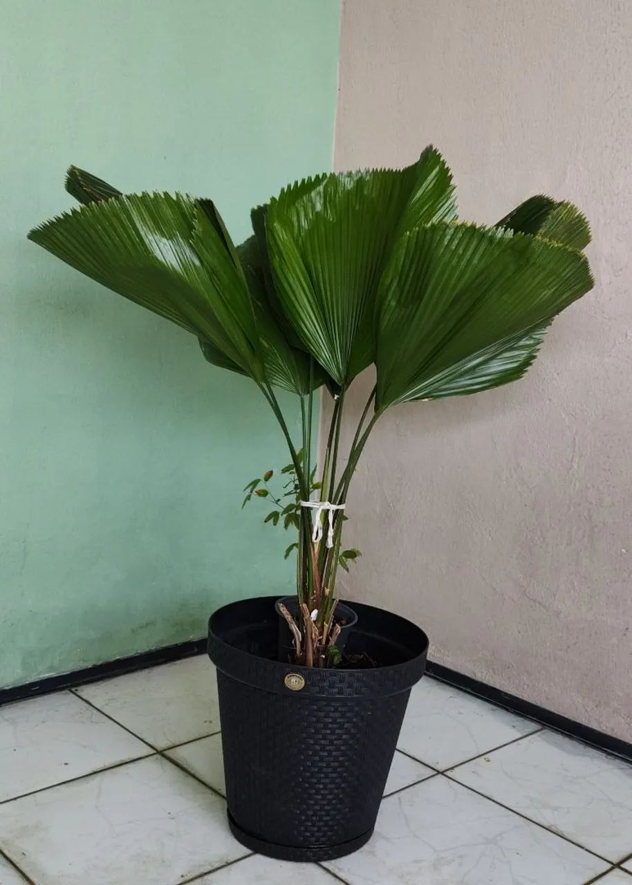 Planta Palmeira Leque 