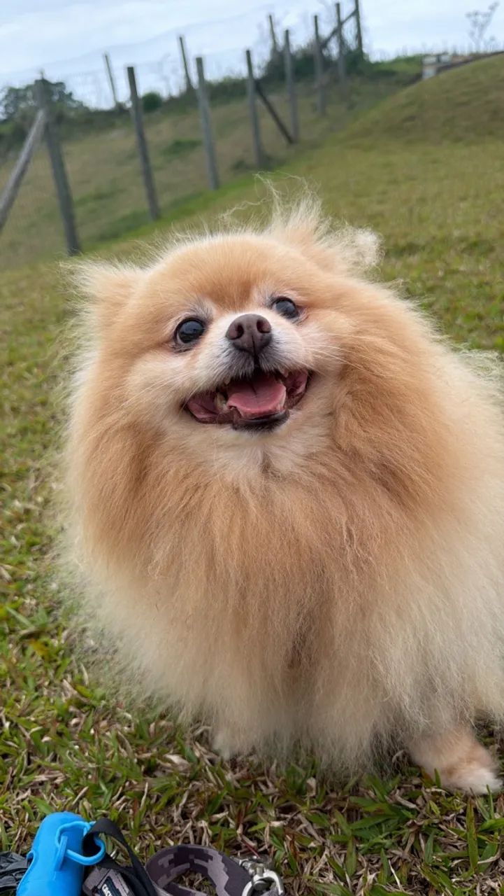 Hospedagem para cães Florianópolis  - Foto 2