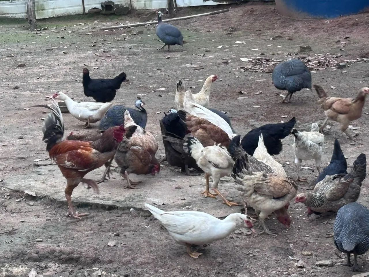 5 angolas 4 patos 2 galos 19 galinhas  - Foto 2