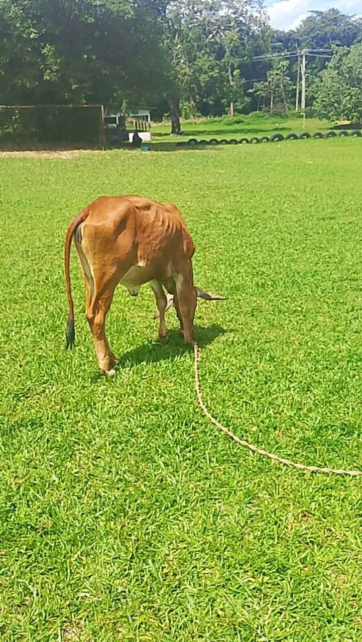 Estou vendendo uma bezerra - Foto 2