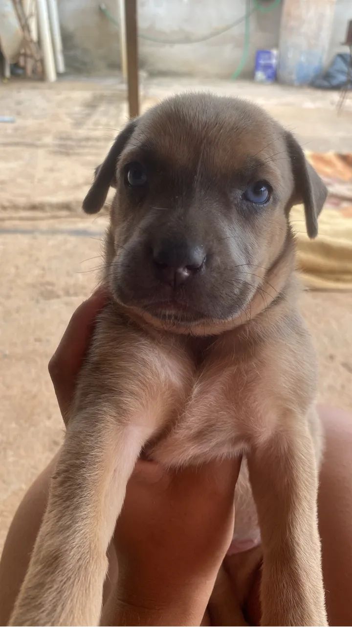Pit bull puro
