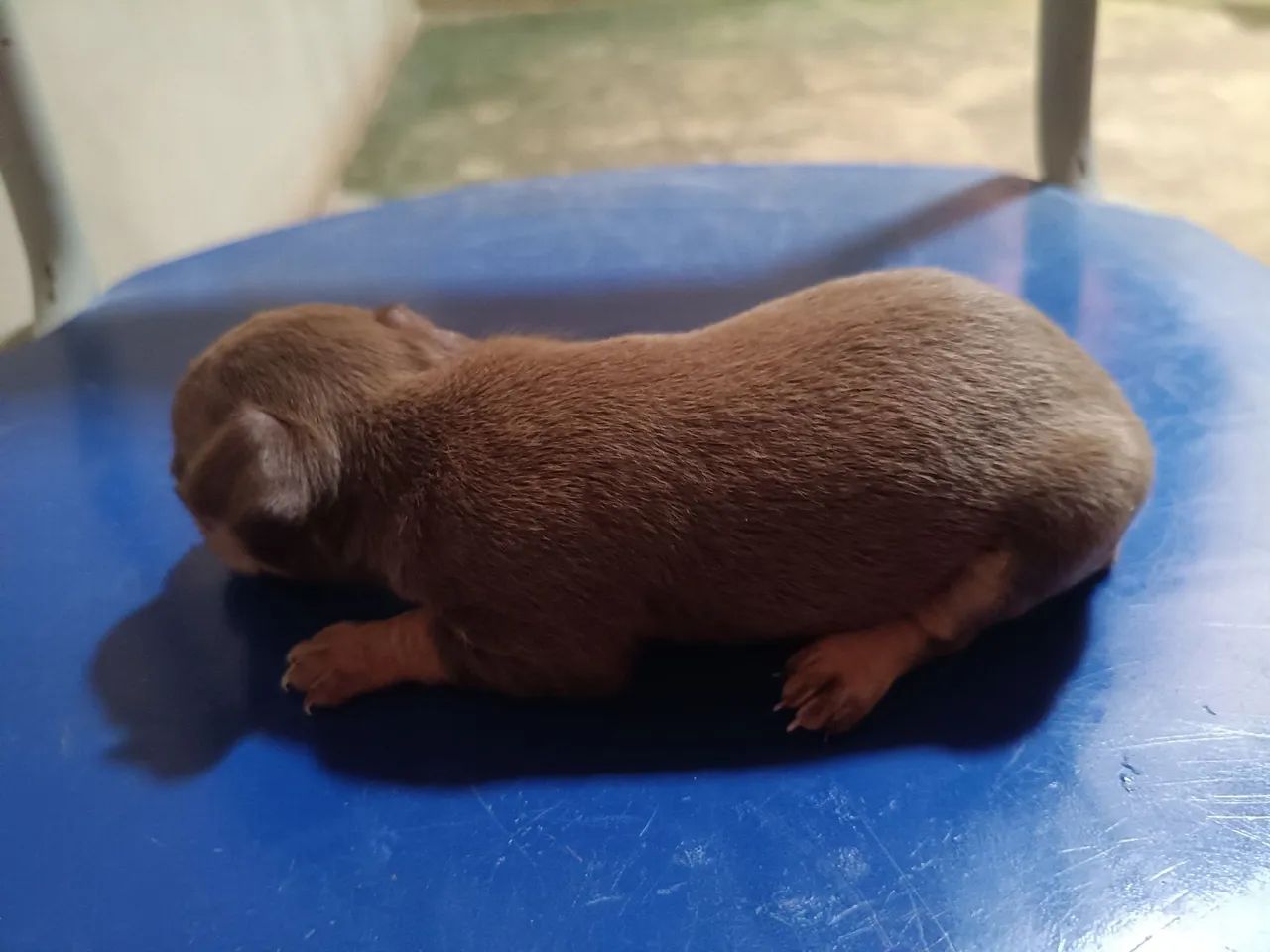Cachorro  - Foto 4