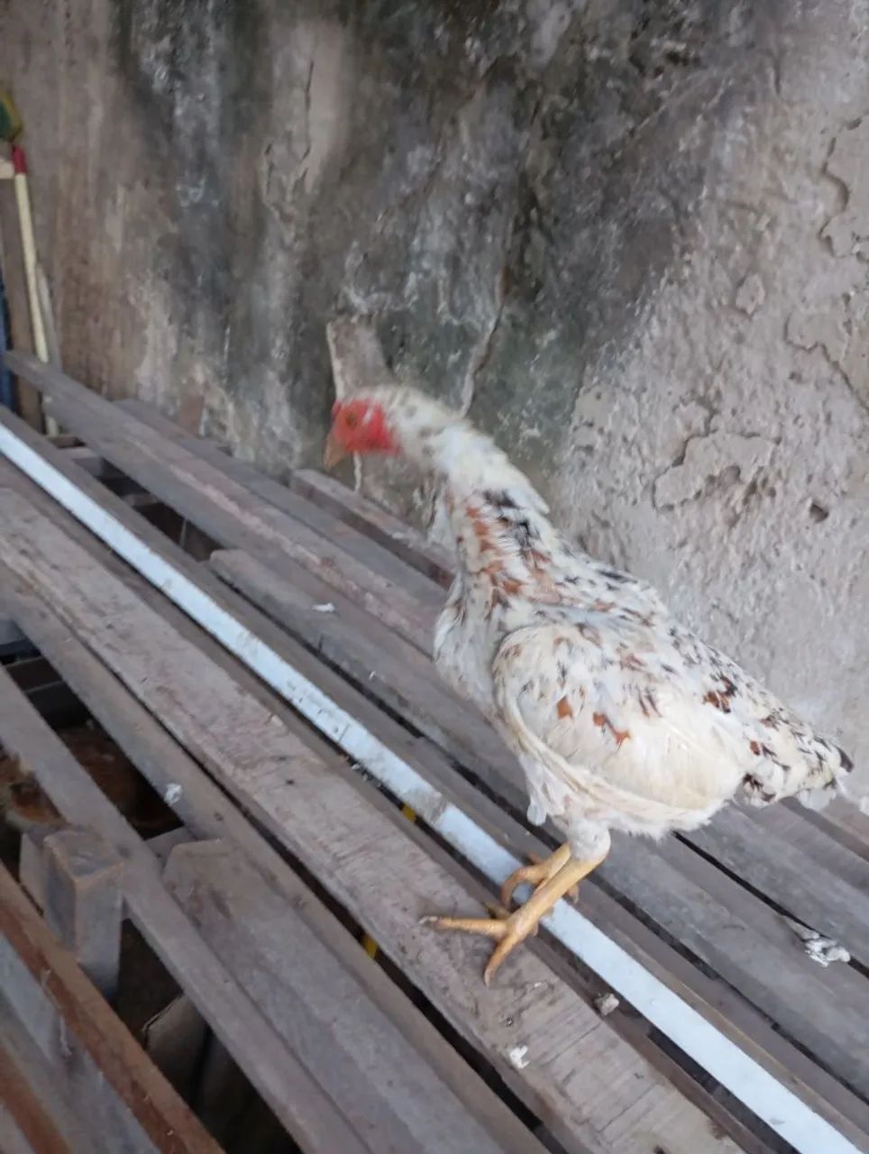 Galinha branca de raça pura - Foto 2