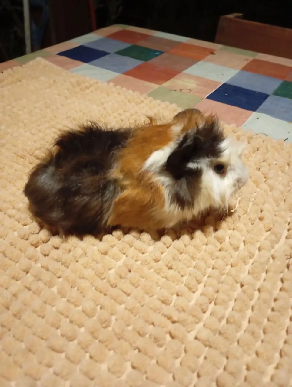 Porquinho da Índia  - Foto 2