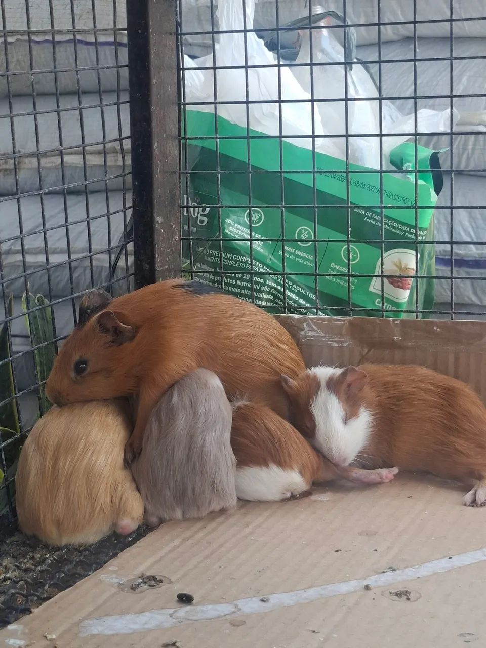 Lindos 