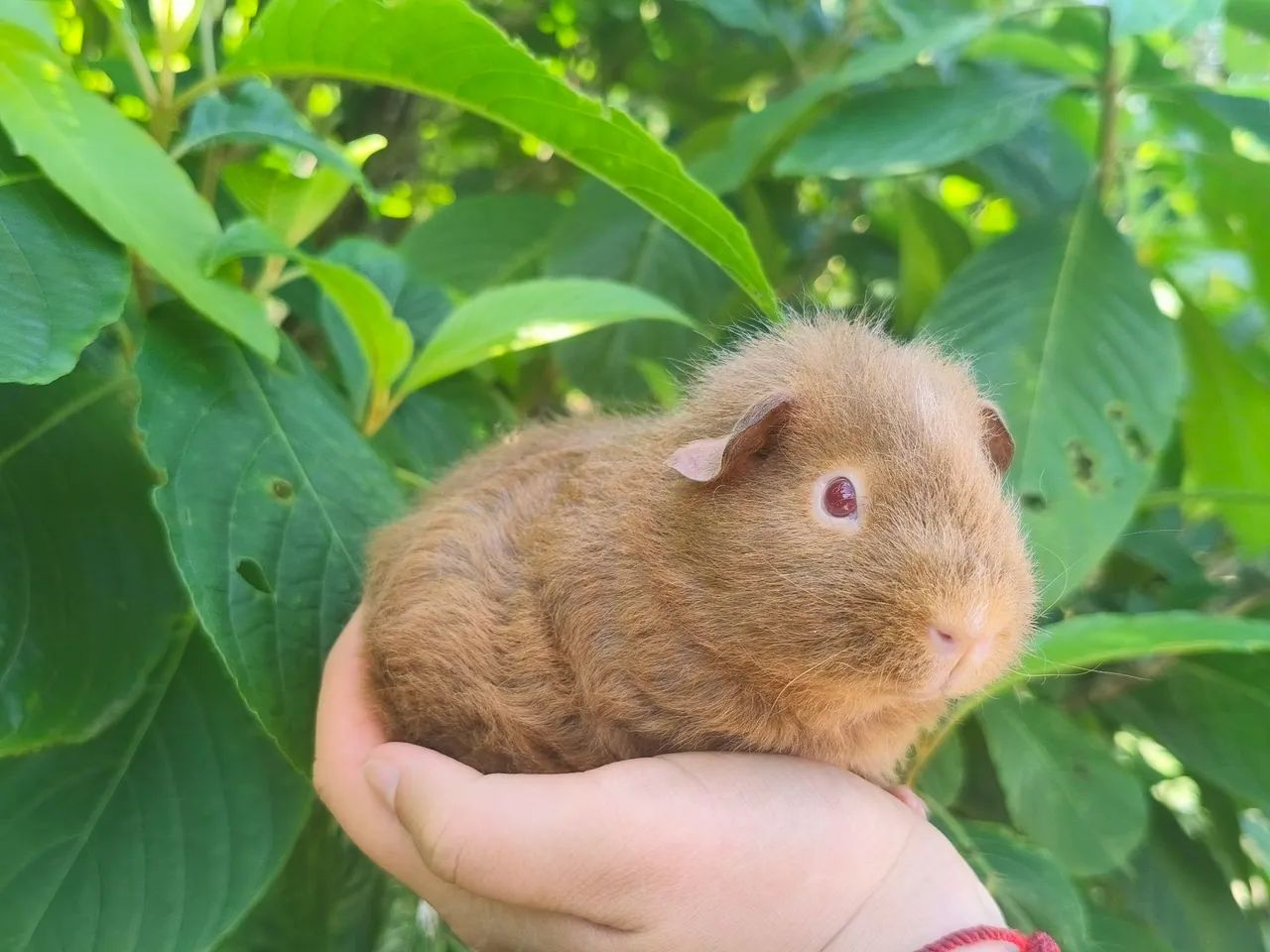 Porquinho da índia  - Foto 4