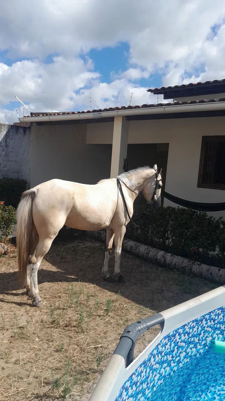 Egua mangalarga  - Foto 3