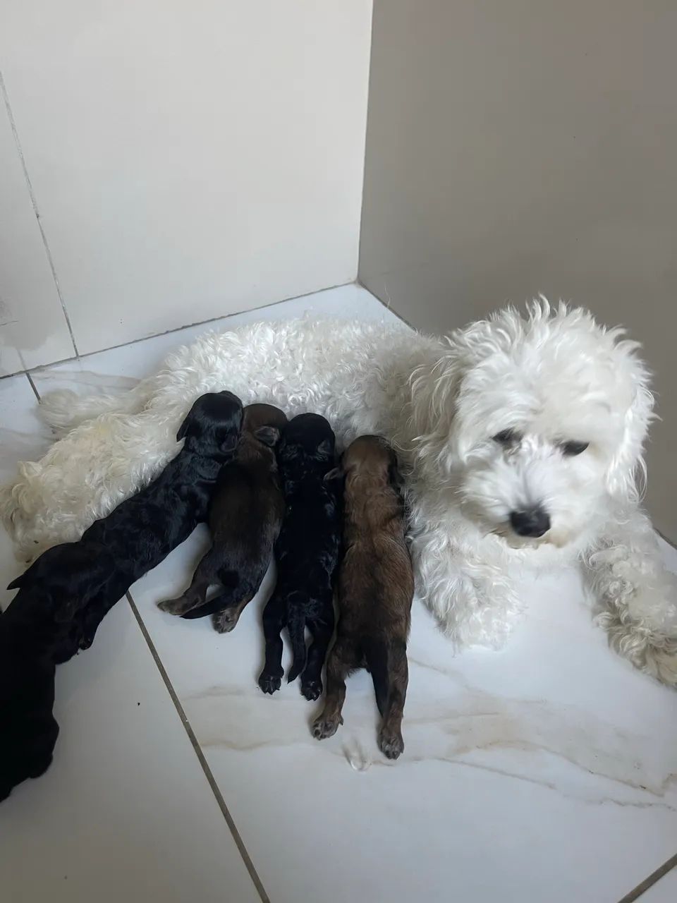 cachorros poodle - Foto 5