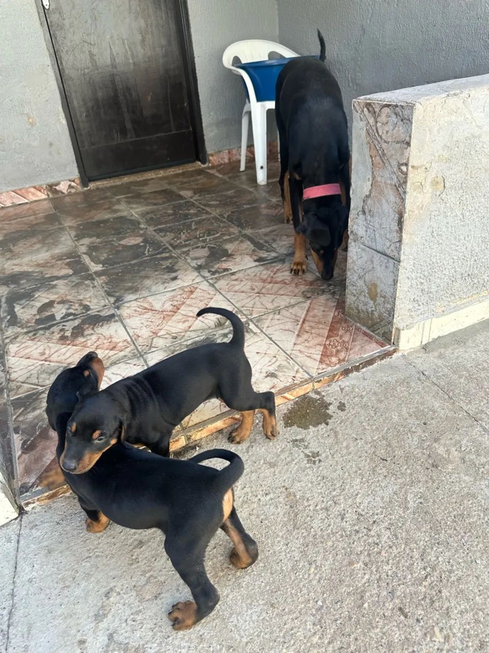 doberman filhotes - Foto 2