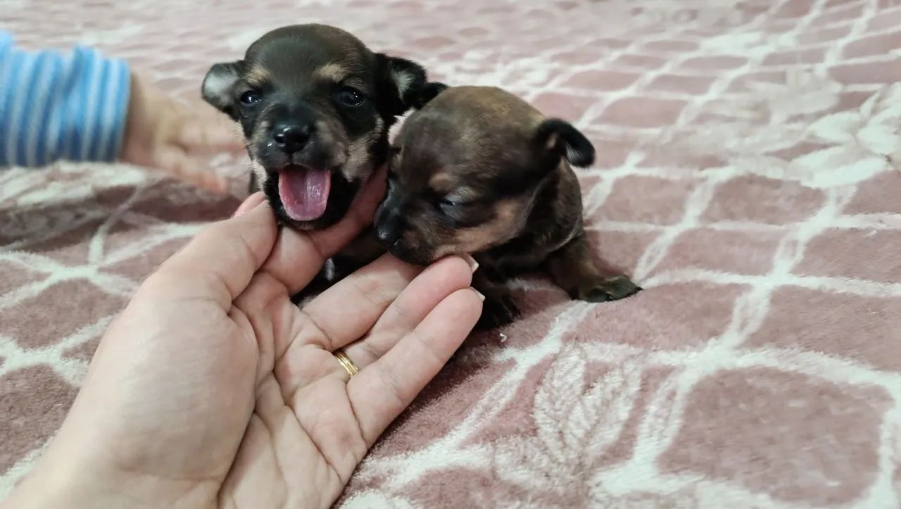 Filhotes de Pinscher 0 - Foto 4