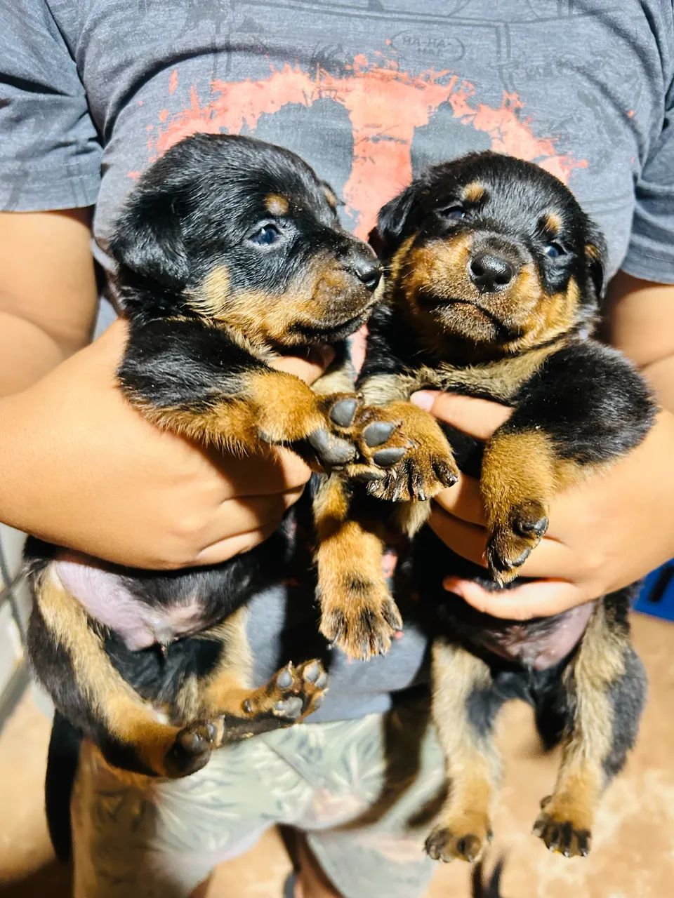 Rottweiler Disponível  - Foto 2