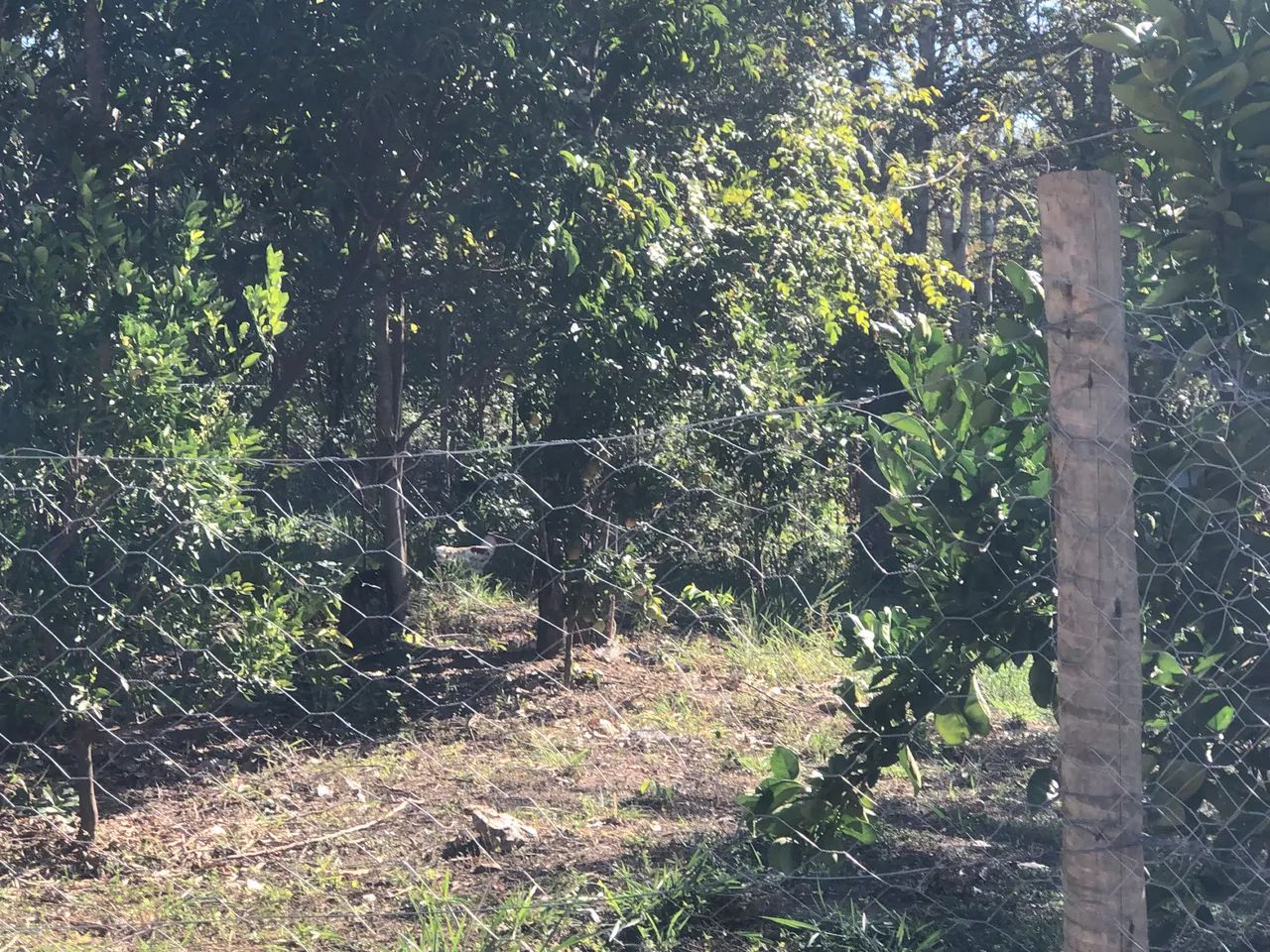 Chácara em Bonfinopolis  - Foto 4