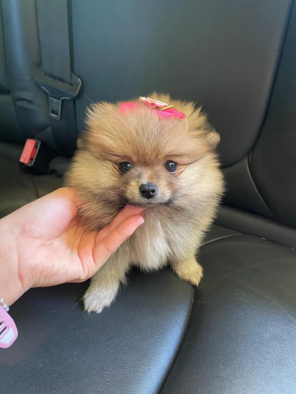 Spitz alemão fêmea 