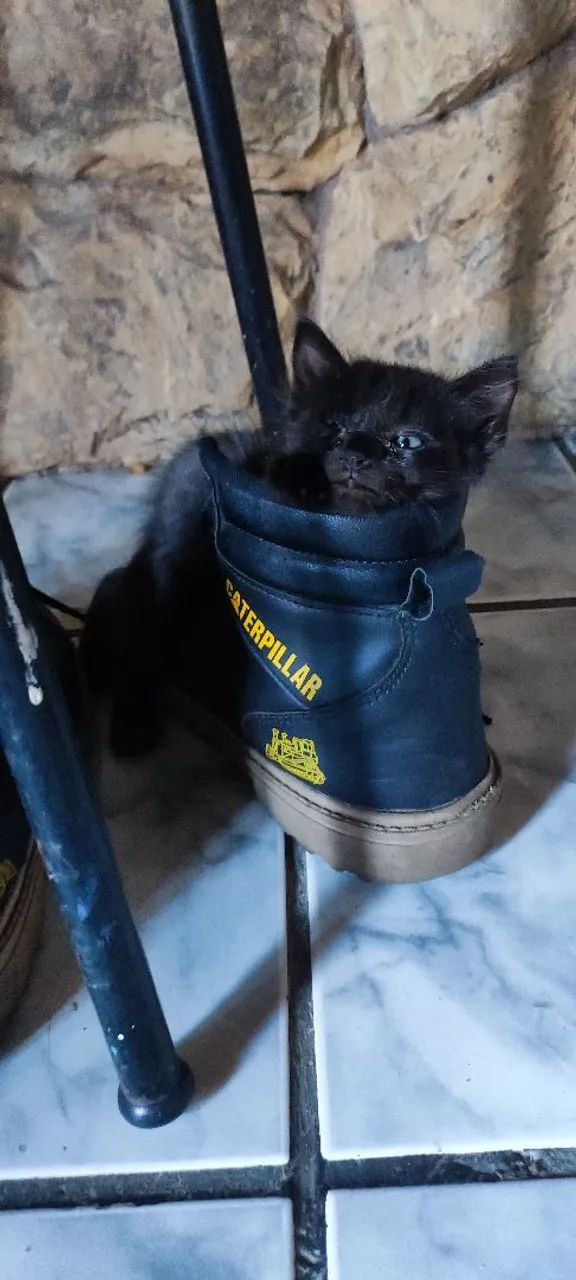 Gatinha fêmea pra adoção 