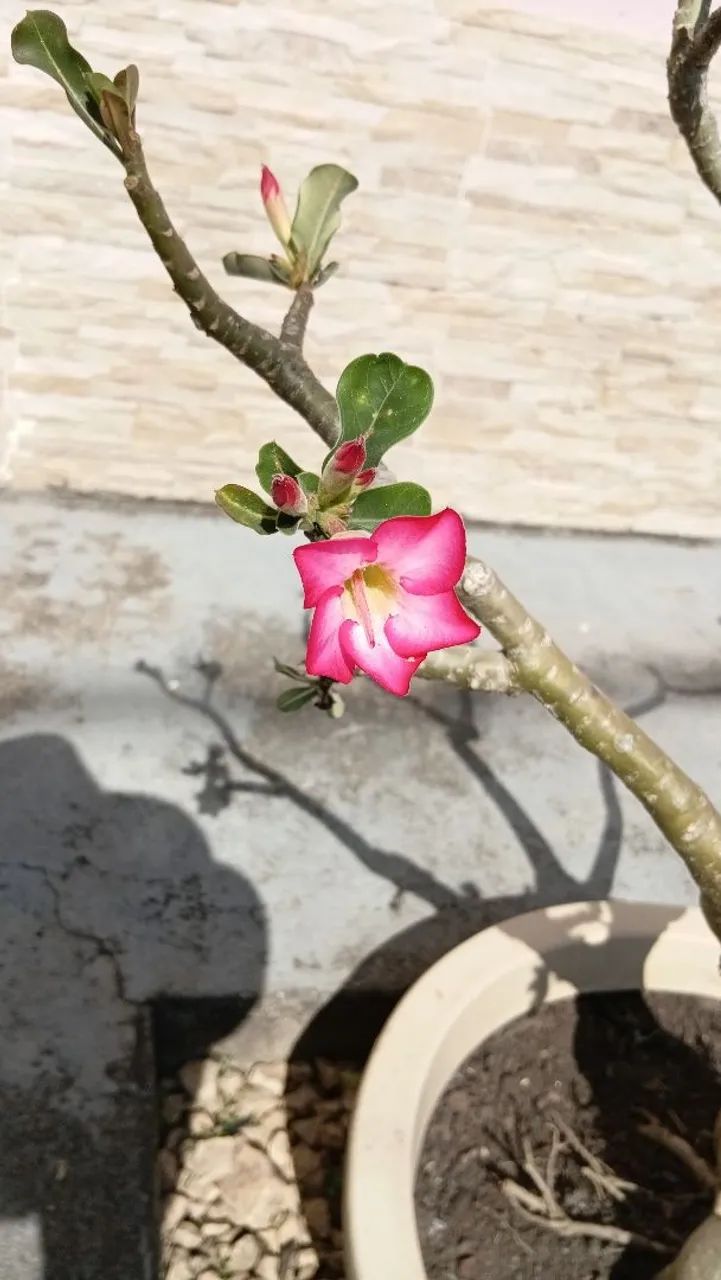 JARDINEIRO PROFISSIONAL  - Foto 4