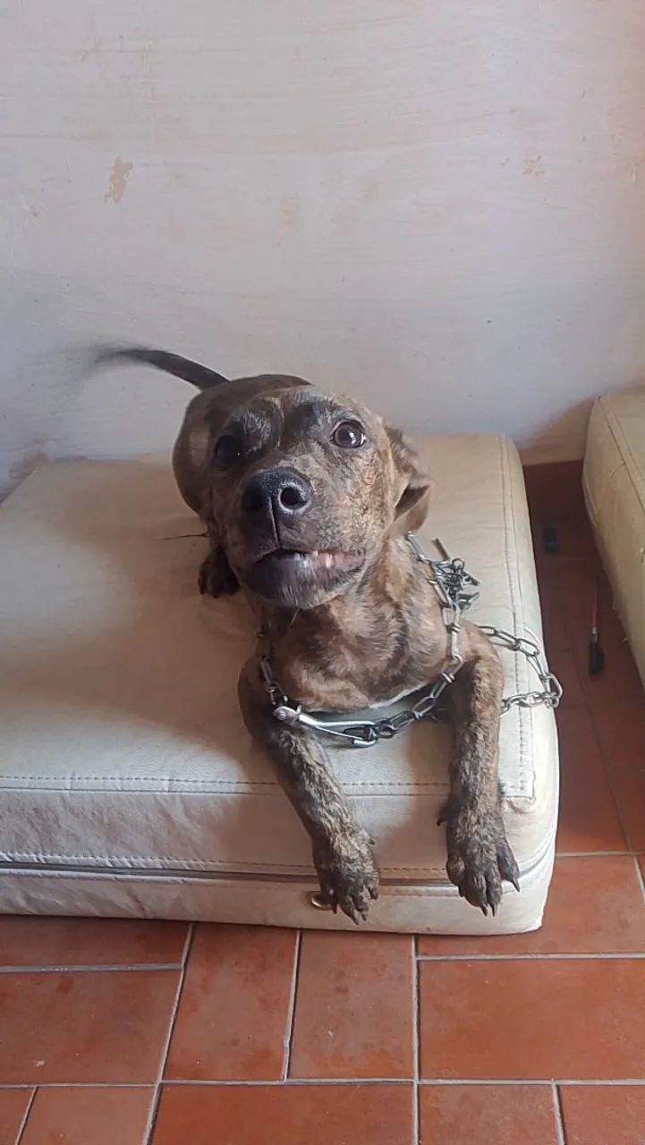 Cachorrinho para adoção  - Foto 3