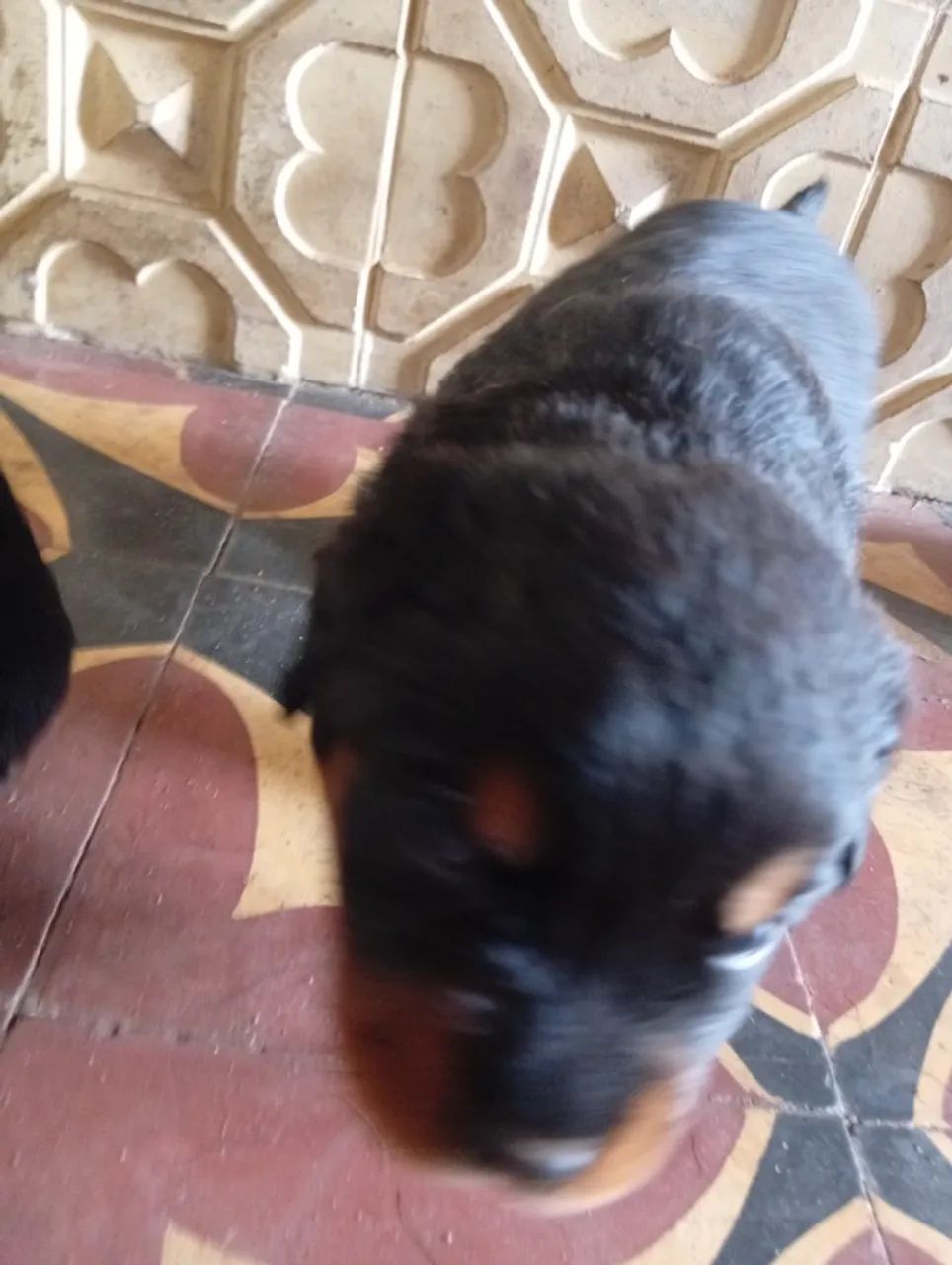 Filhotes de rottweiler  - Foto 3