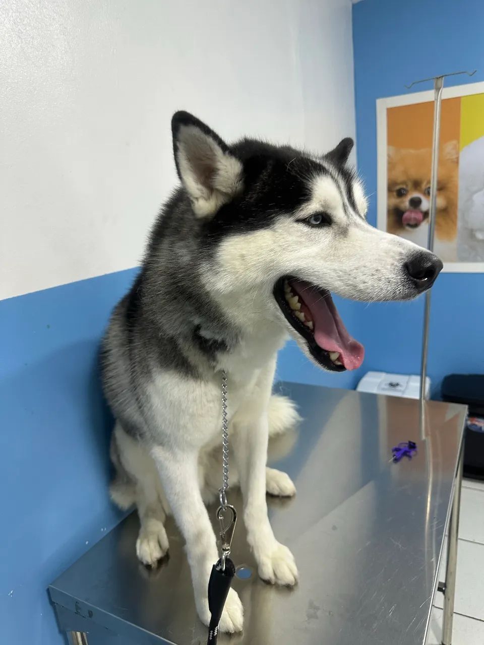 Husky Siberiano Para Adoção 