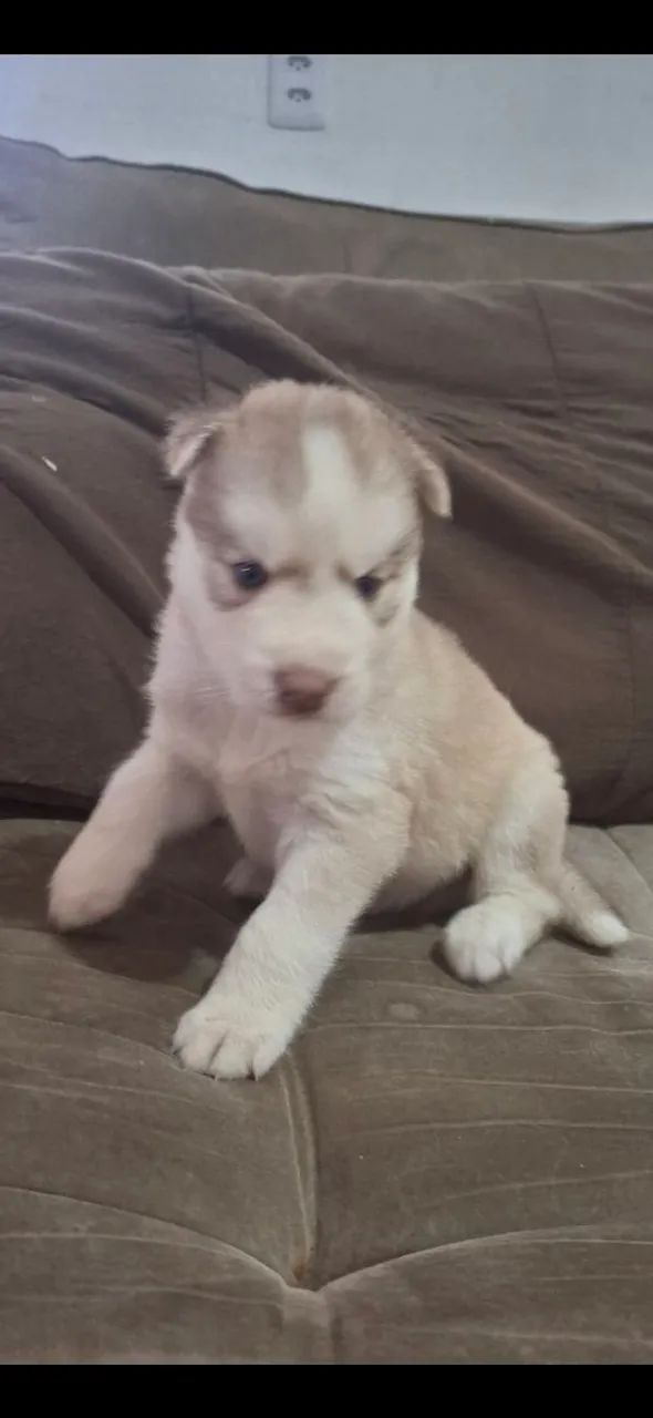 Filhotes de husky siberiano  - Foto 2