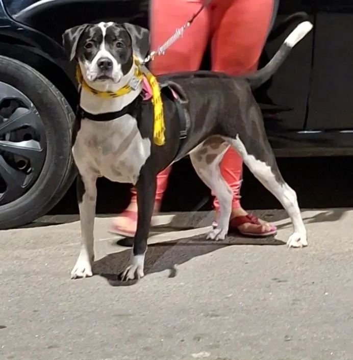 Mistura de pitbull 