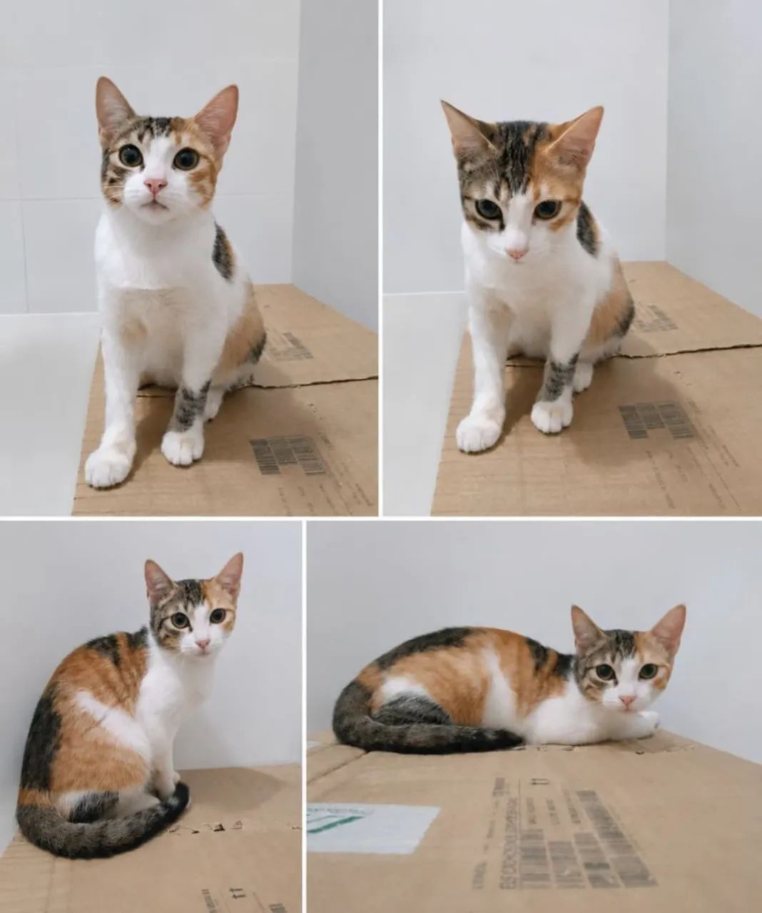 Gata