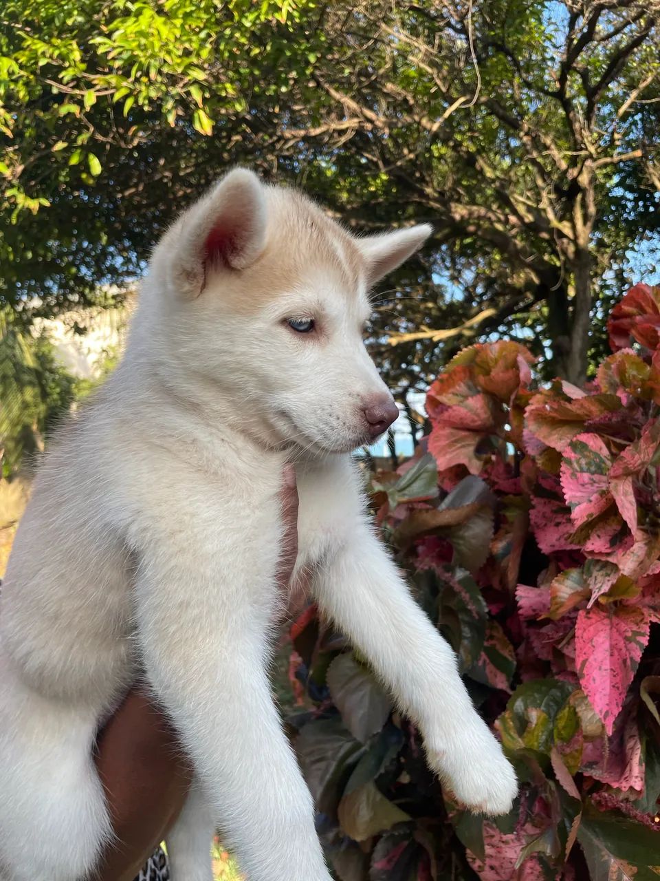 Husky Siberiano 