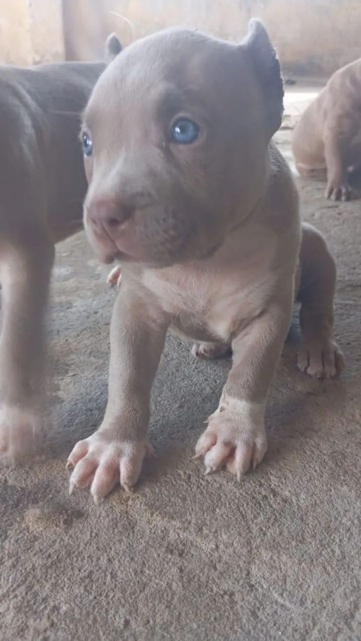 Pitmonster - Foto 4