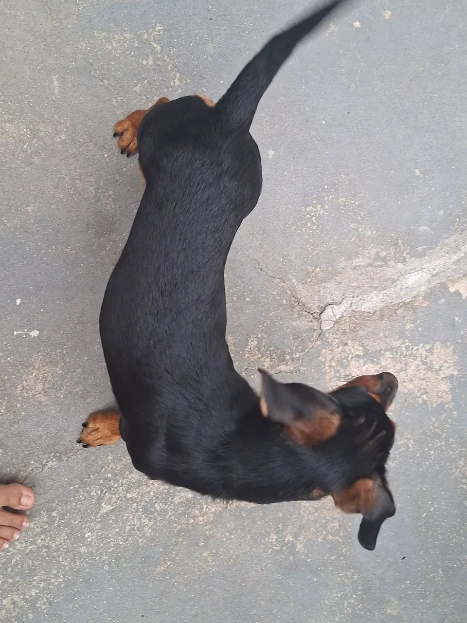 Salsicha  - Foto 2