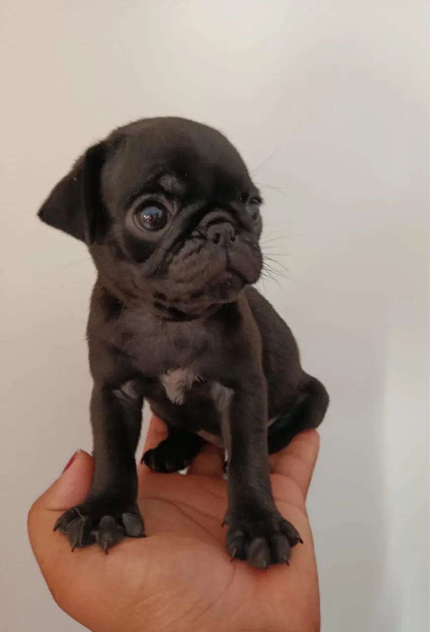Pug mini - Foto 3