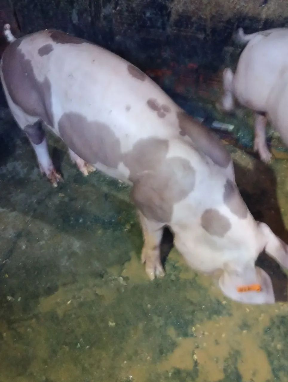 FÊMEA dePietran belga PO - Foto 3