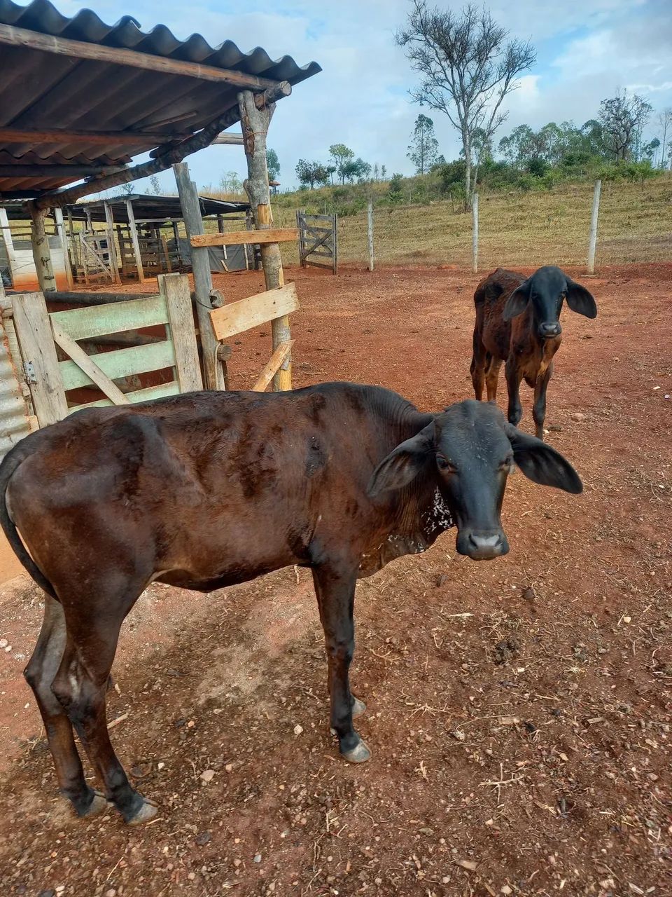 Bezerras