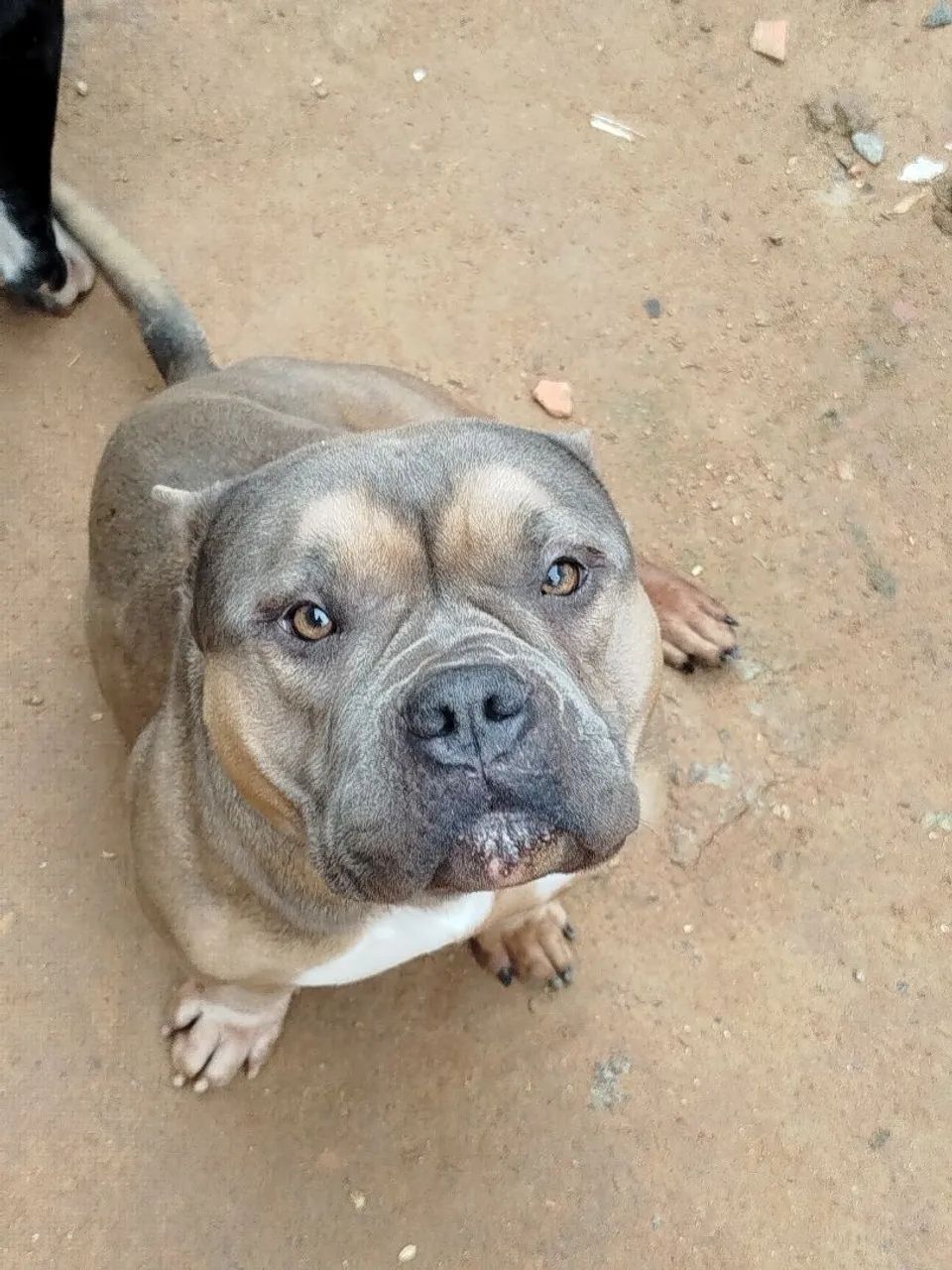 American Bully  - Foto 2