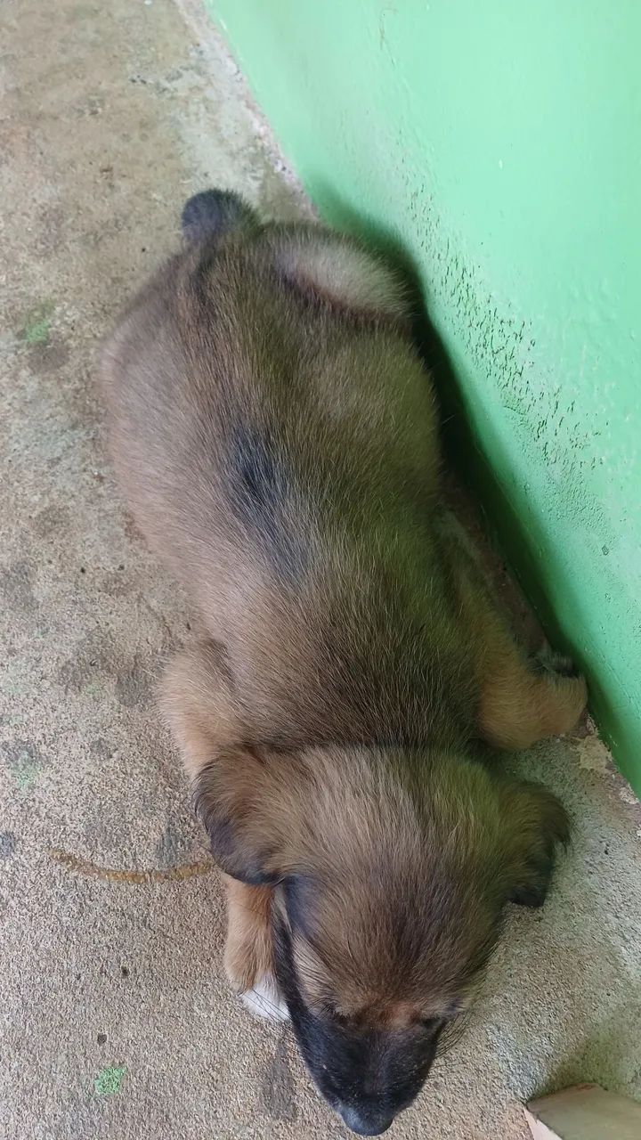 Adoção do cachorrinho  - Foto 2