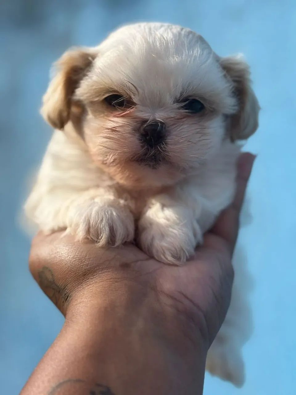 Shih Tzu encantadora.