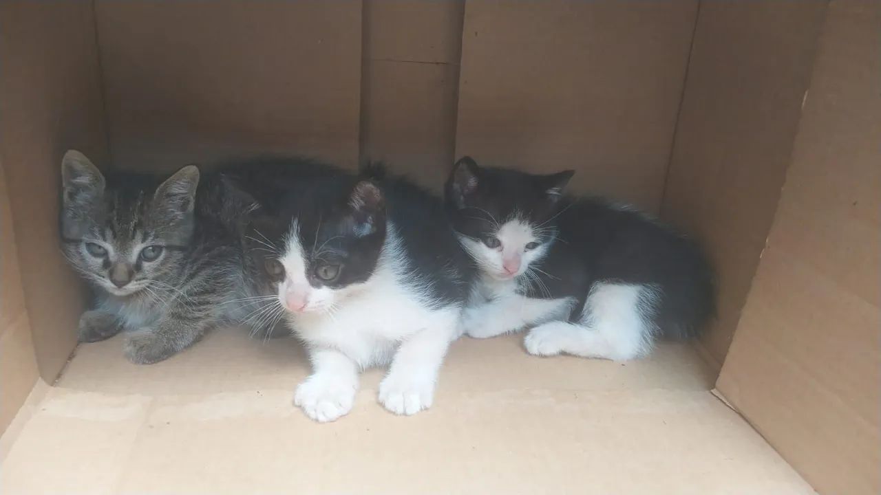 Doação de gatinhos  - Foto 2